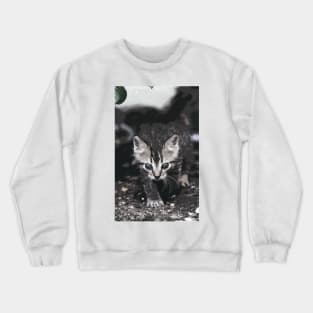 New Finition - Cat " Zazou "  3  (c)(t) by Olao-Olavia / Okaio Créations 300mm  f.2.8 canon eos 5  1989 Crewneck Sweatshirt